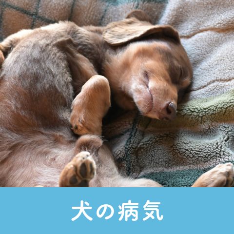 犬の病気