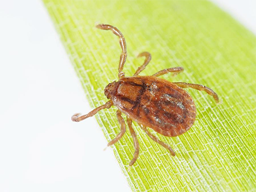 身近に迫るSFTS（重症熱性血小板減少症候群）について