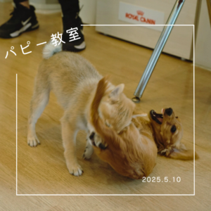 2024.5.10　パピー教室