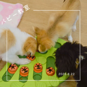 2026.8.22 パピー教室