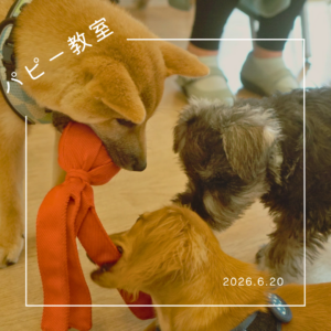 2026.6.20　パピー教室