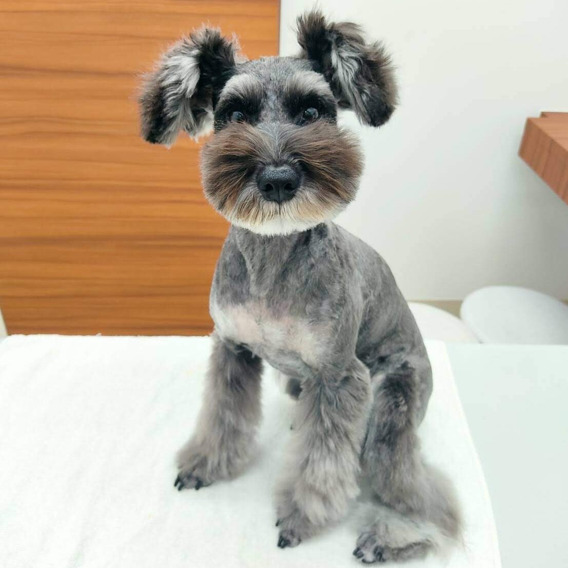 犬の下痢・慢性腸症