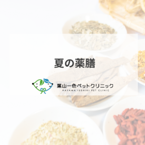 夏の薬膳【ズッキーニ】