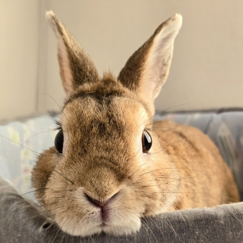 うさぎの不正咬合の症例