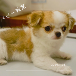 2026.7.25 　パピー教室