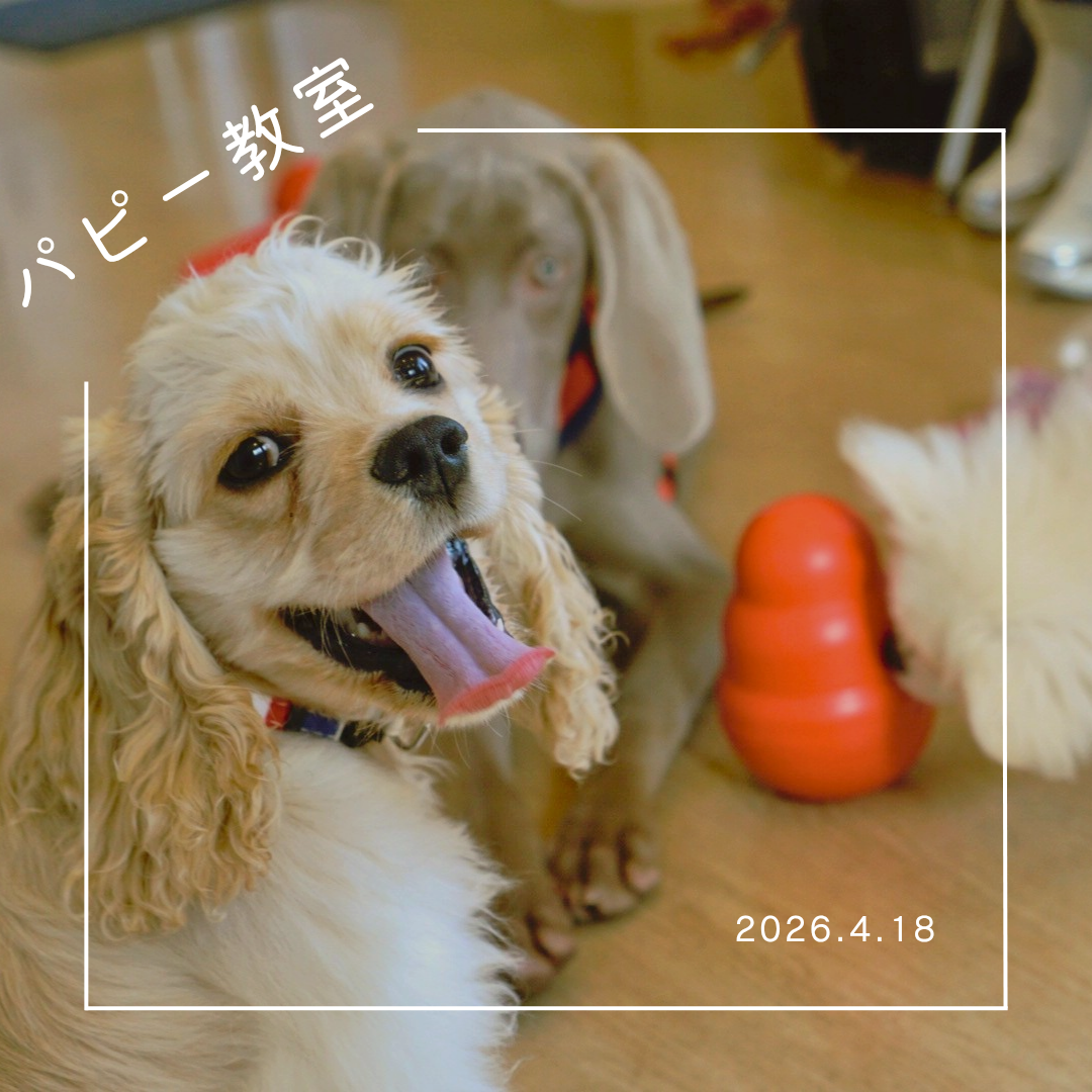 2026.4.11  パピー教室　