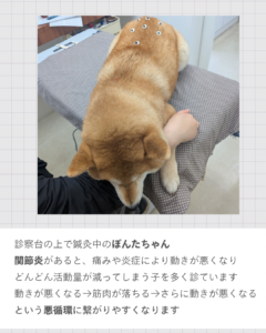 鍼灸治療風景　【ぽんたちゃん】