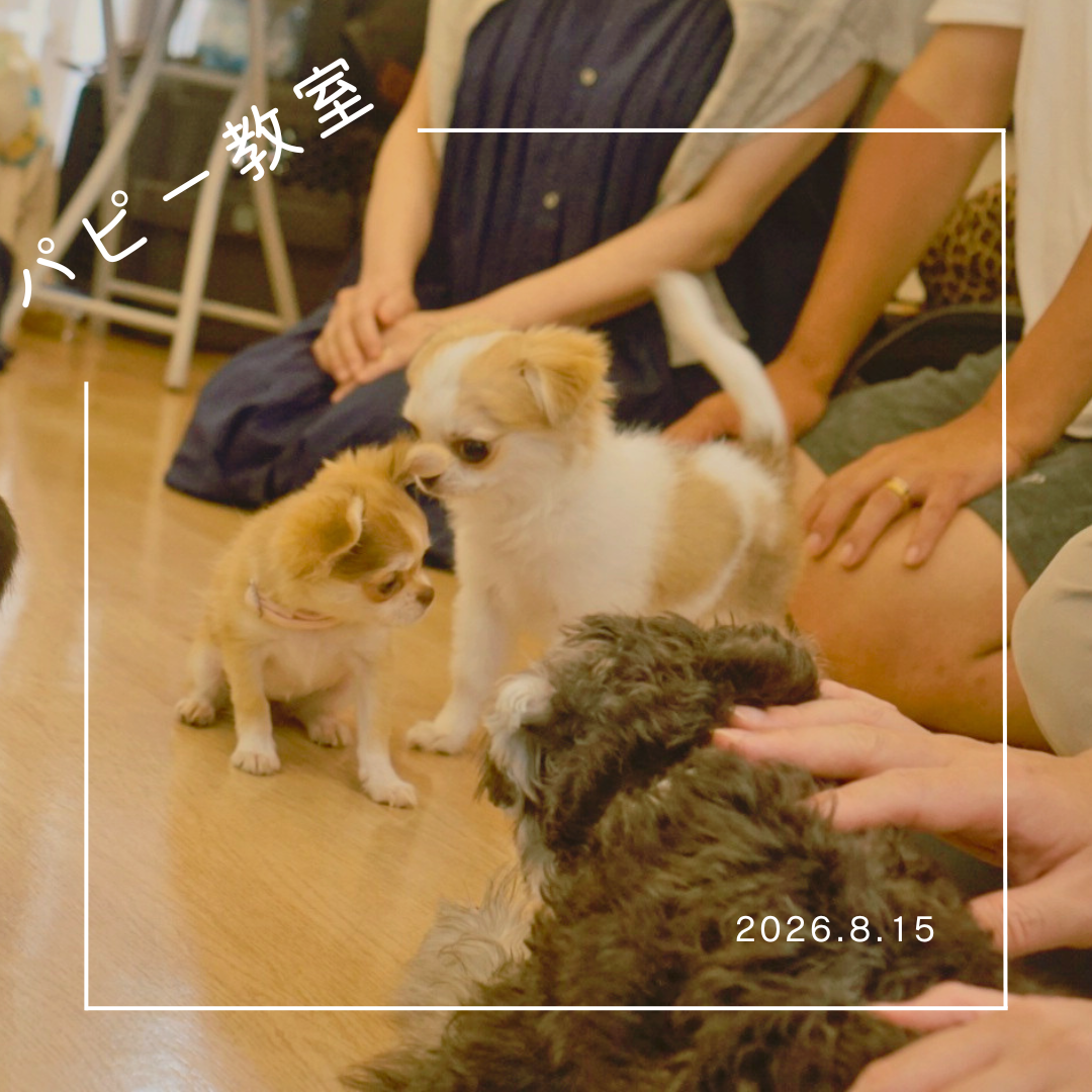 2026.8.15　パピー教室