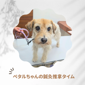 鍼灸治療症例【ペタルちゃん・未病先防について】