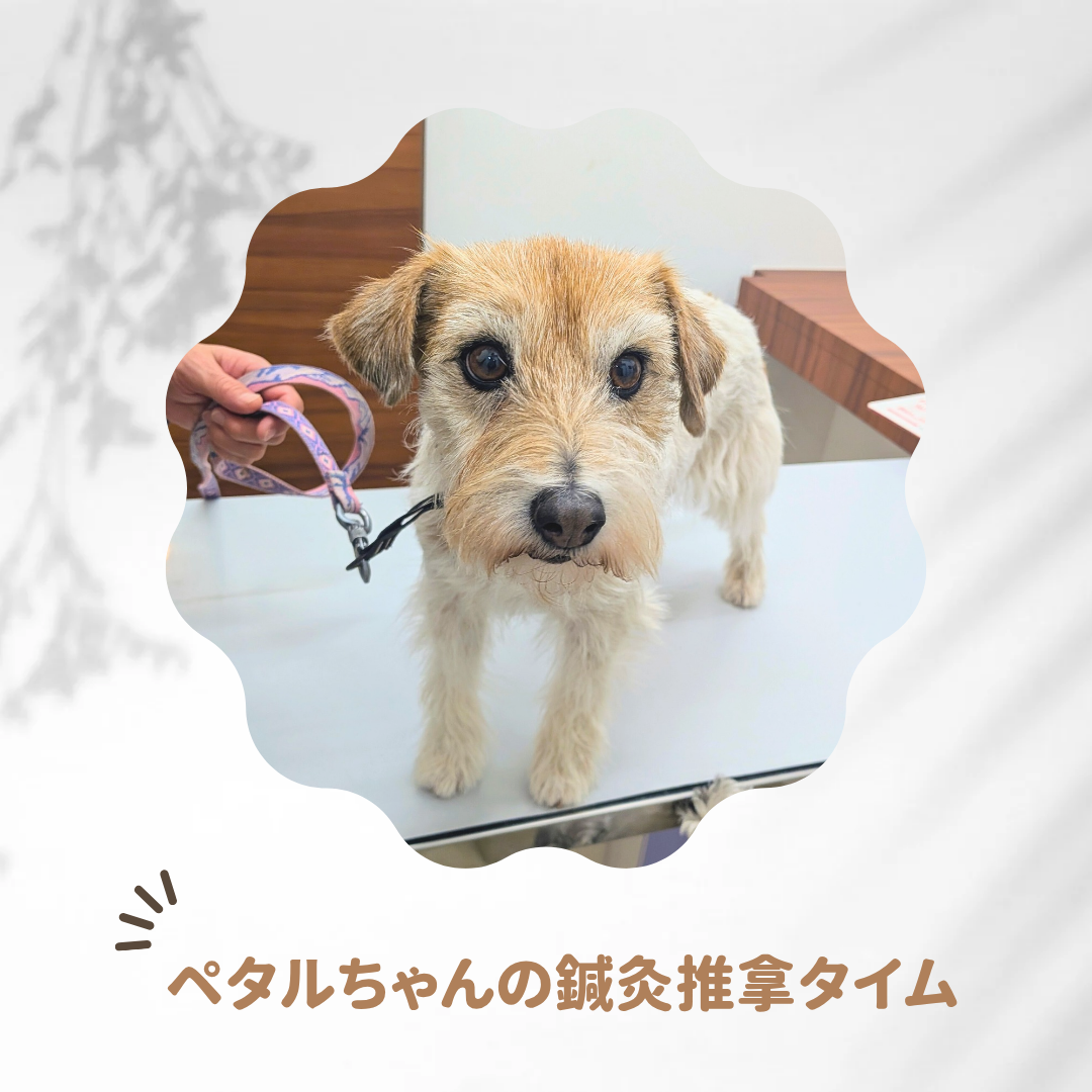 鍼灸治療症例【ペタルちゃん・未病先防について】