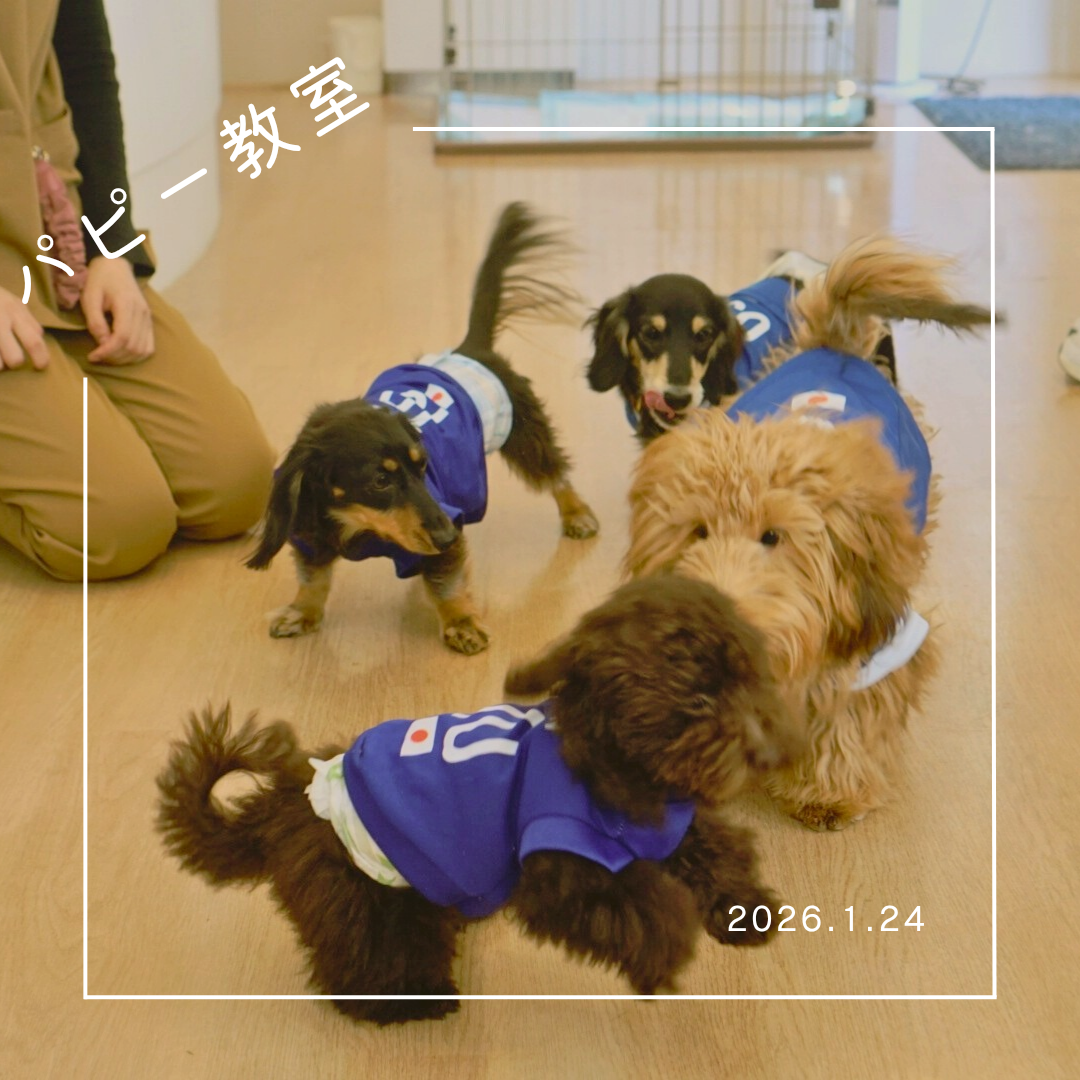 2026.1.24　パピー教室