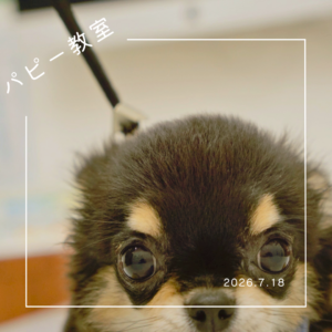 2026.7.18 パピー教室