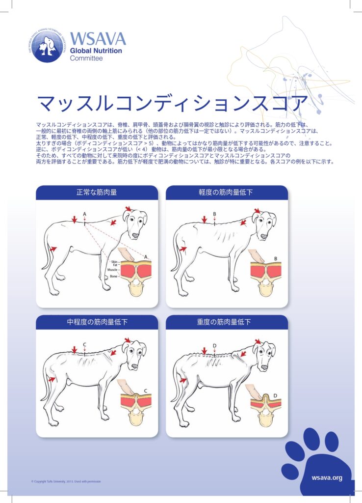 マッスルコンディションスコア
犬