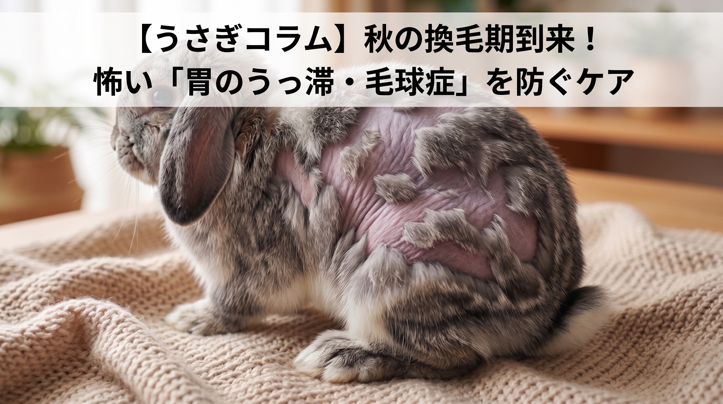 【うさぎコラム】秋の換毛期到来!怖い「胃のうっ滞・毛球症」を防ぐケア