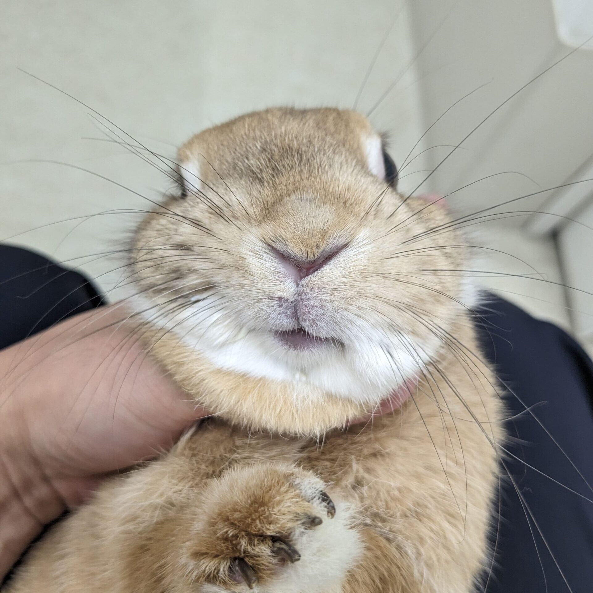 うさぎの顔面神経麻痺