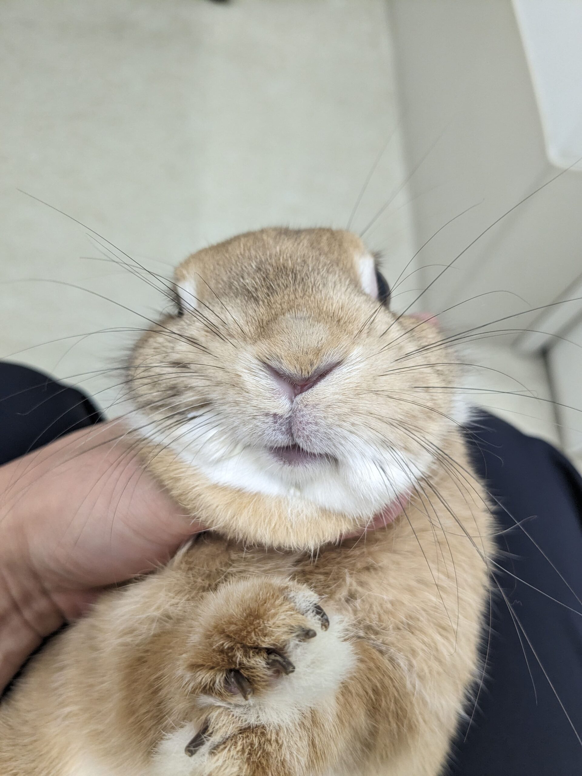 うさぎの顔面神経麻痺