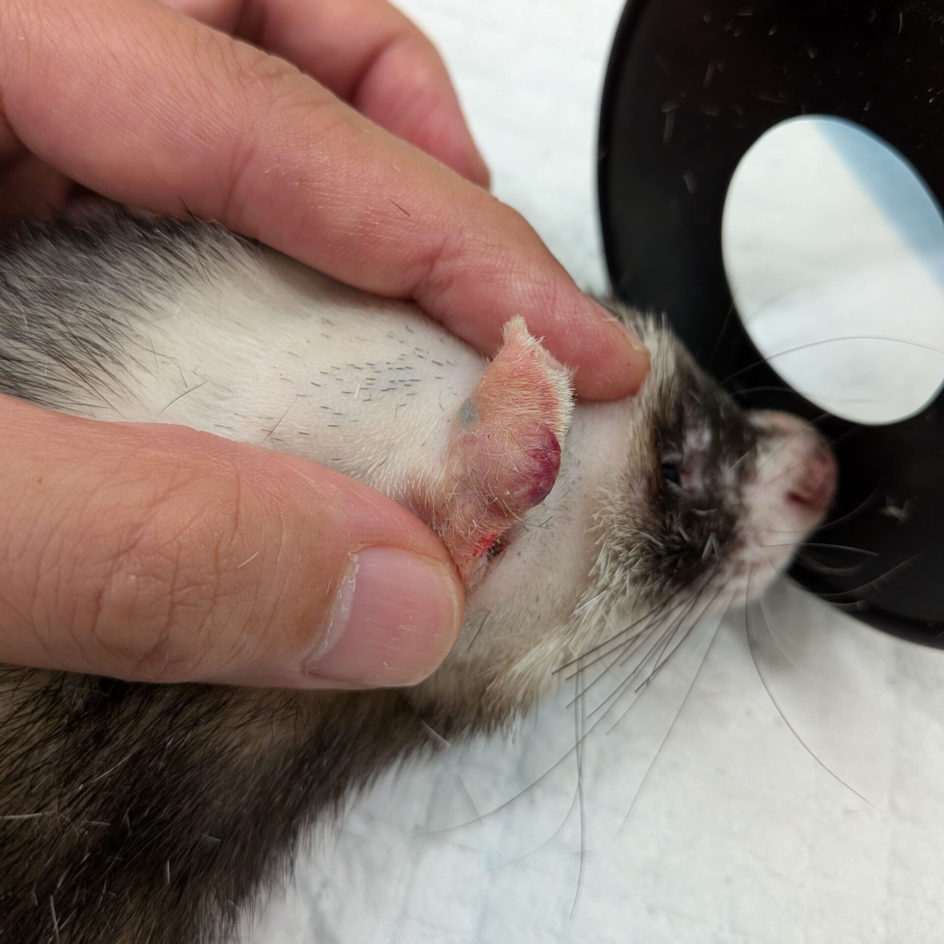 フェレットの肥満細胞腫