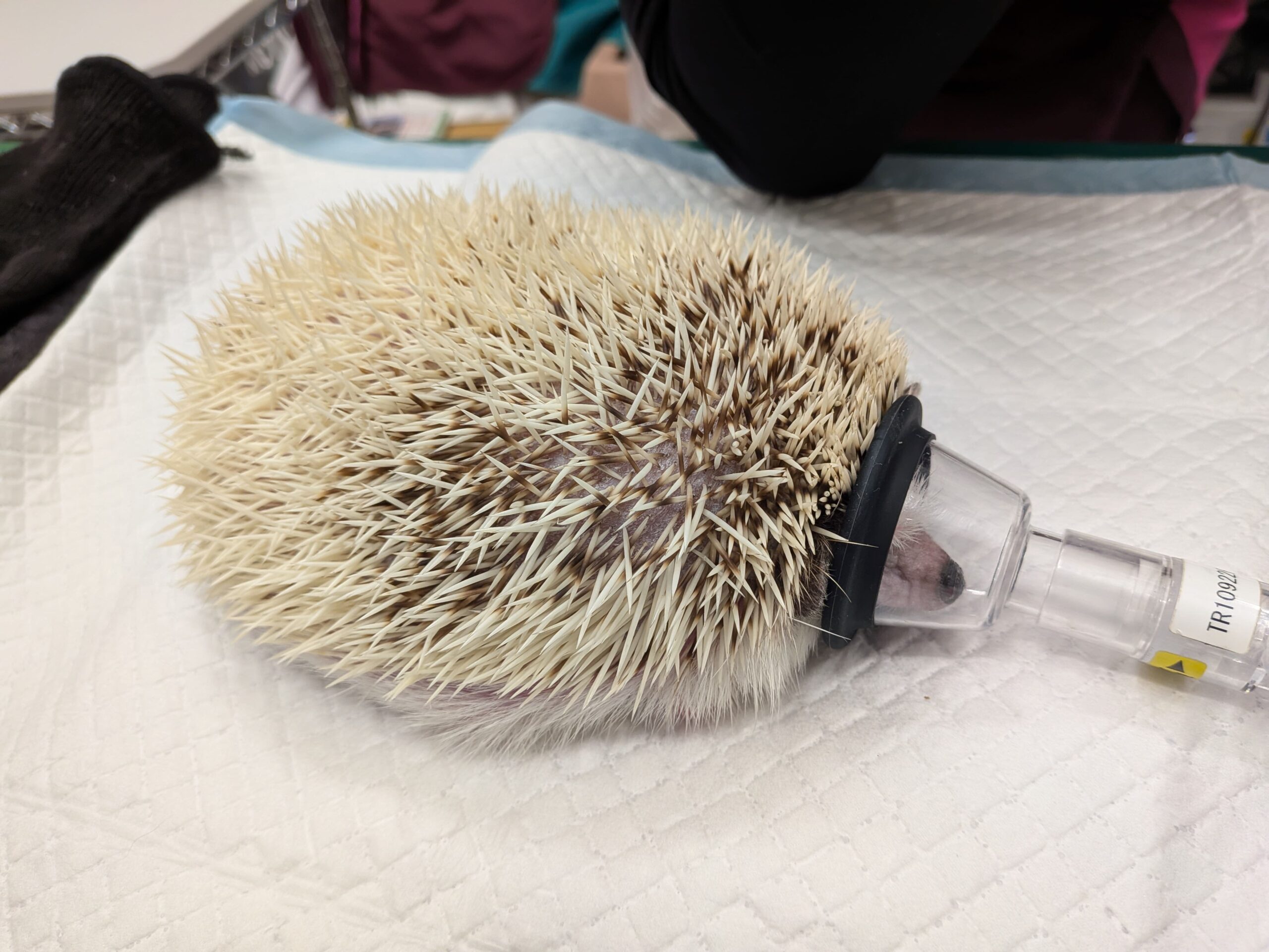 ハリネズミの皮下に出来た悪性腫瘍（肉腫 NOS）