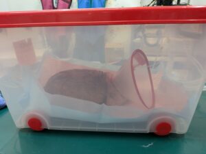 うさぎの避妊手術と子宮の病気