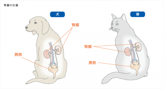 腎臓のはたらき