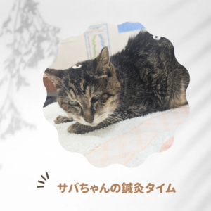 鍼灸治療症例【サバちゃん】