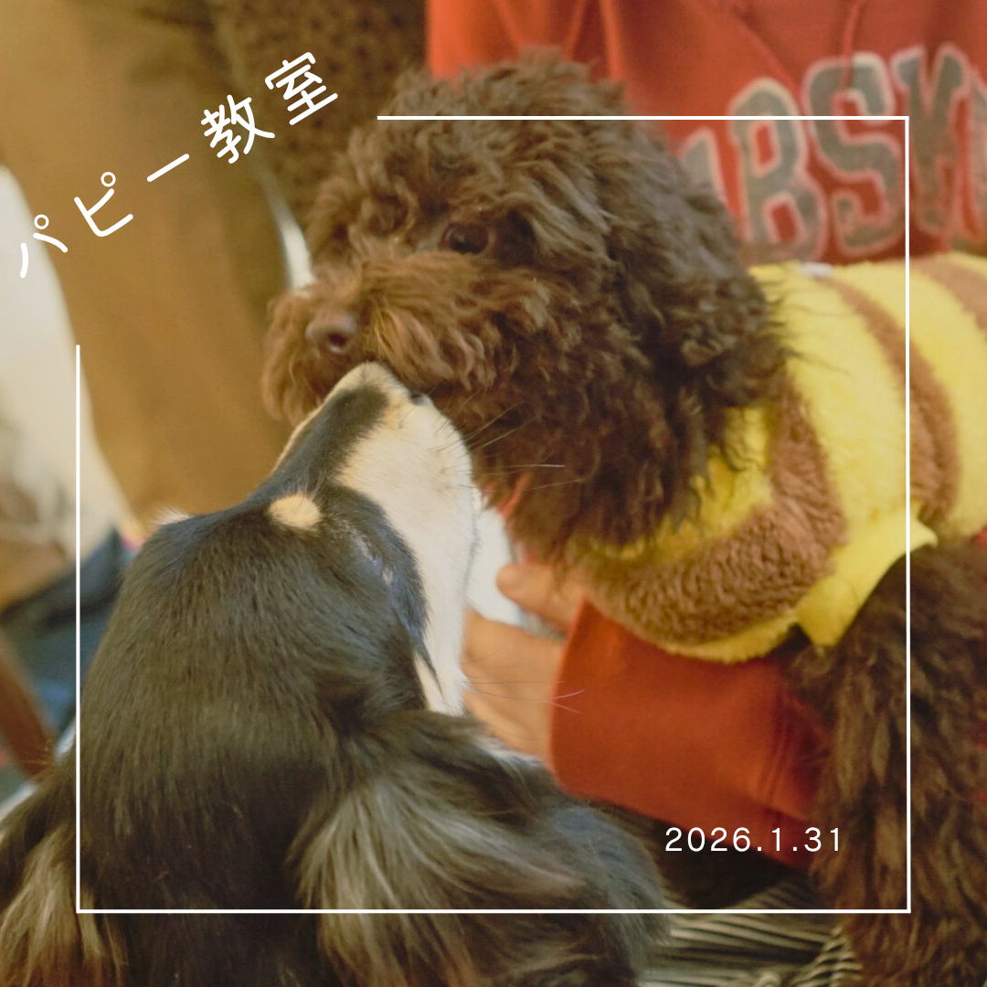 2026.1.31  パピー教室