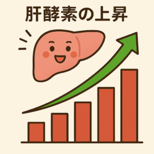「肝酵素の上昇」と「肝機能の低下」