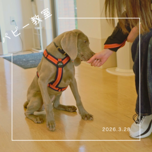 2026.3.28  パピー教室