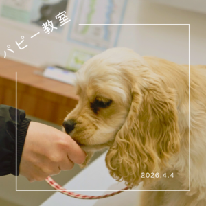 2026.4.4 パピー教室
