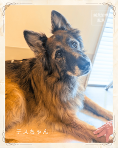 2026.7.4  シニア犬のQOL向上に東洋医学という選択肢