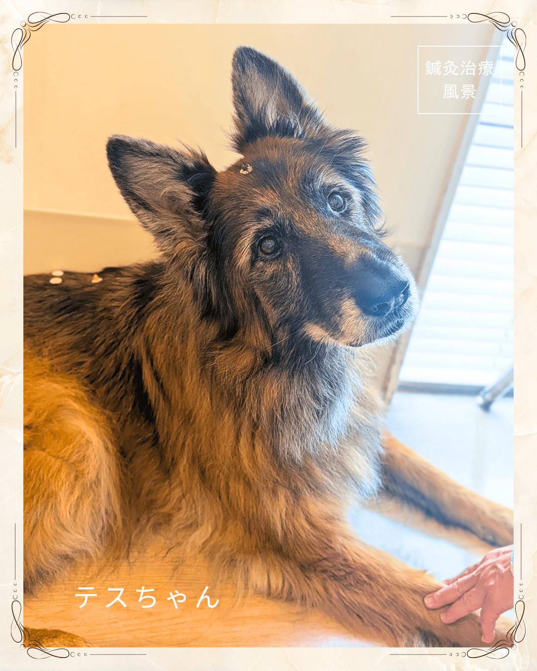 2026.7.4  シニア犬のQOL向上に東洋医学という選択肢